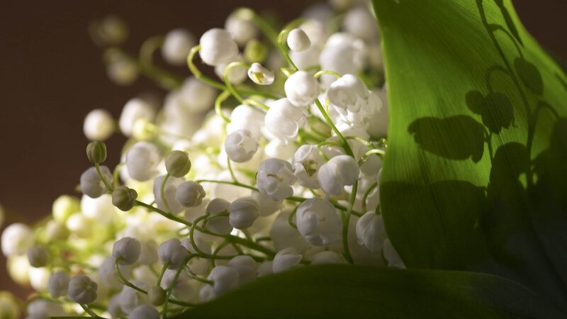 Lily of the valley flowers