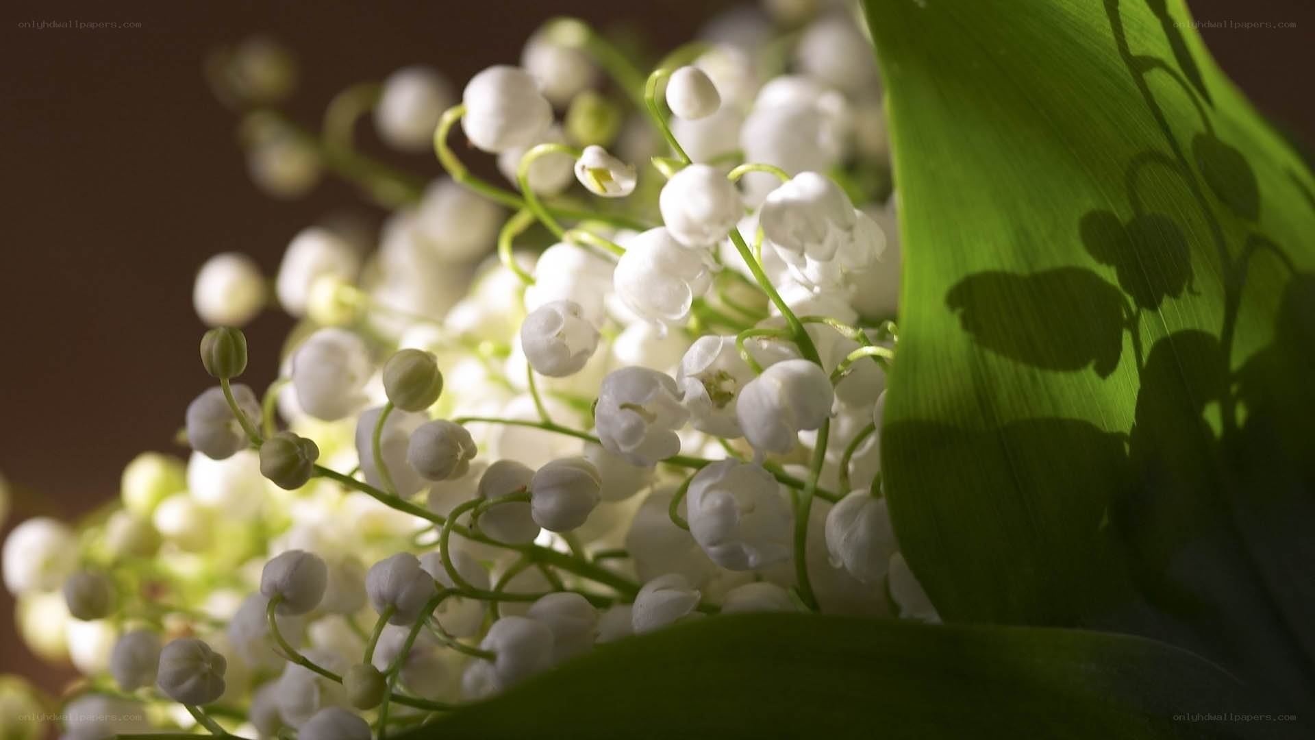 Lily of the valley flowers