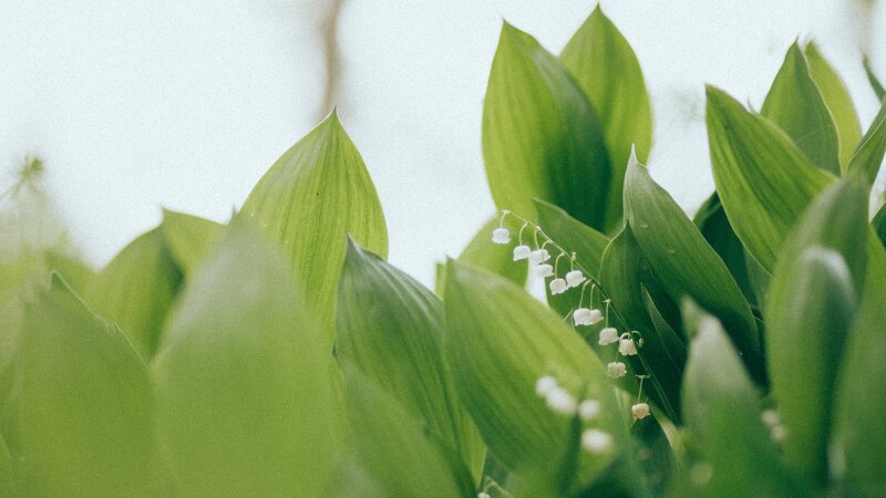 Lily of the valley flowers