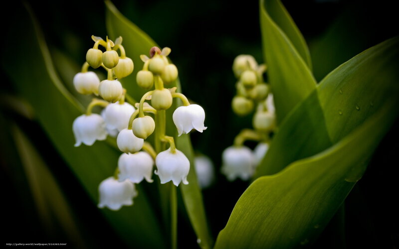 Lily of the valley flowers