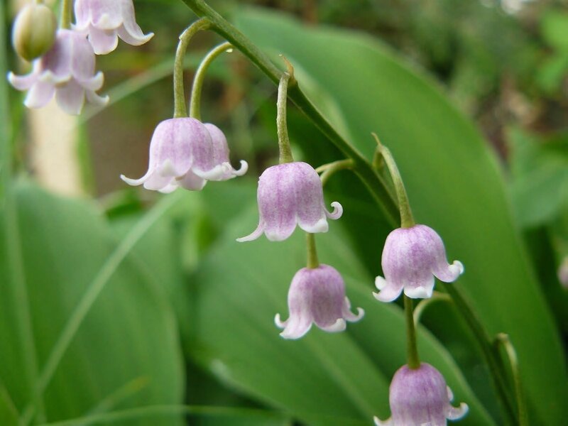 Lily of the valley flowers