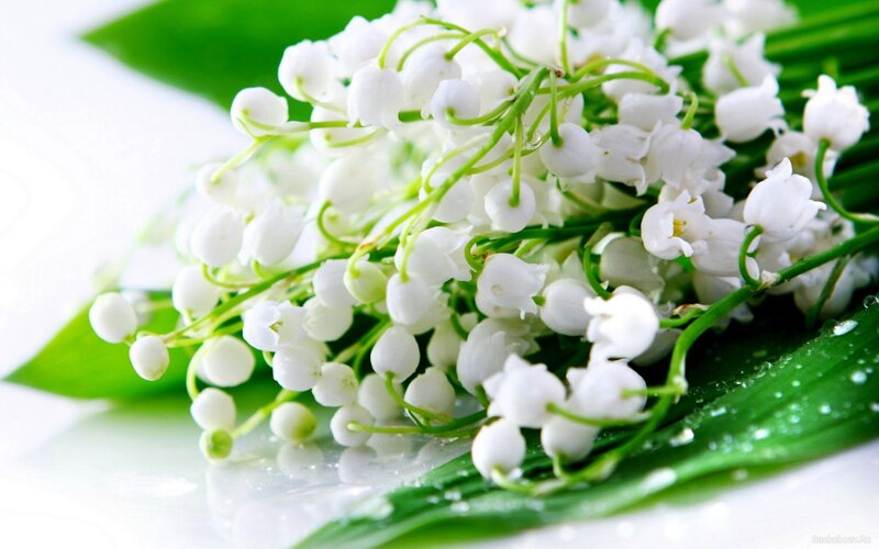 Lily of the valley flowers