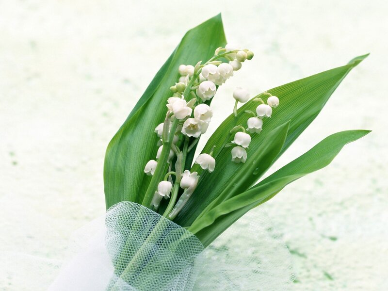 lily of the valley flowers