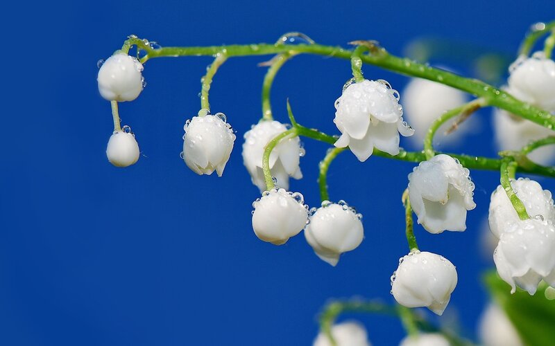Lily of the valley flowers