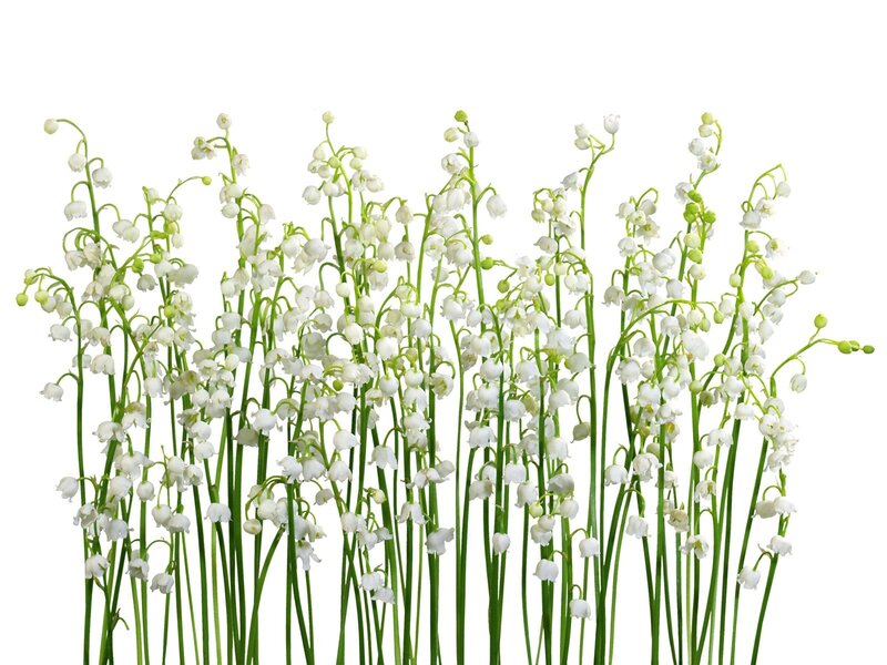 lily of the valley flowers