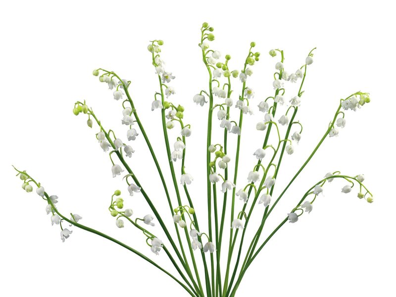 Lily of the valley flowers