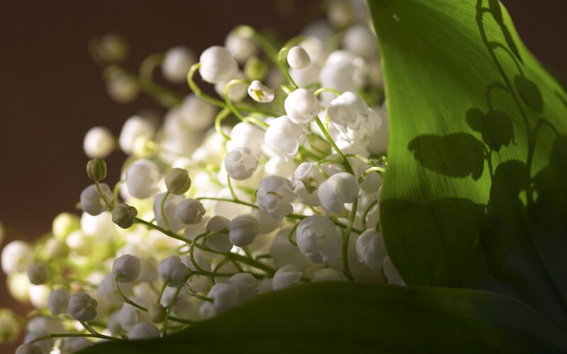 Lily of the valley flowers