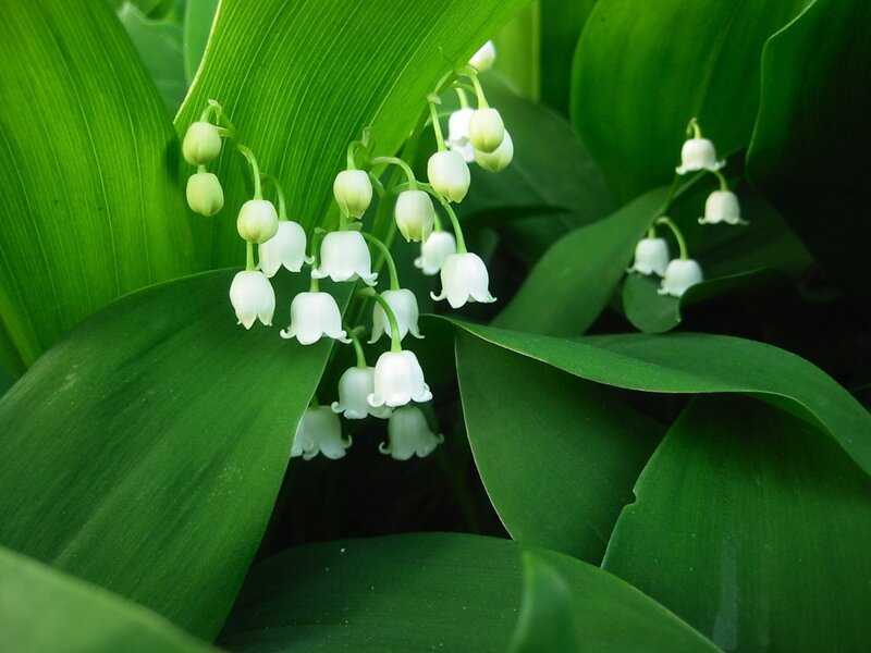 Lily of the valley flowers
