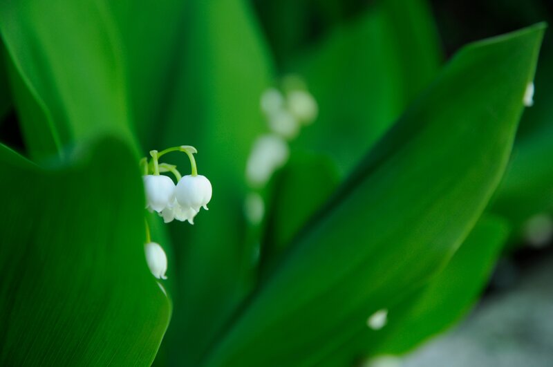 Lily of the valley flowers