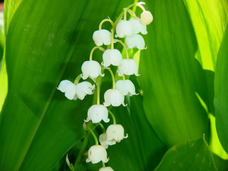 Lily of the valley flowers