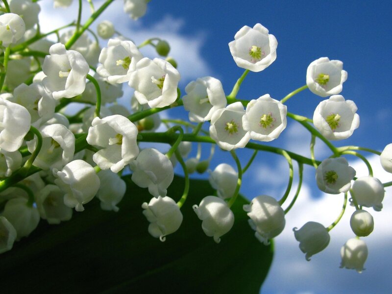 Lily of the valley flowers