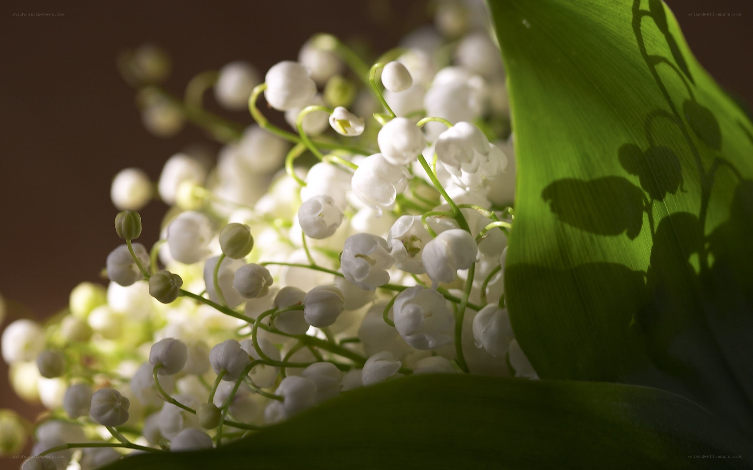 Lily of the valley flowers