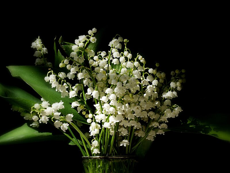 Lily of the valley flowers
