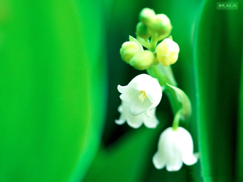 Lily of the valley flowers