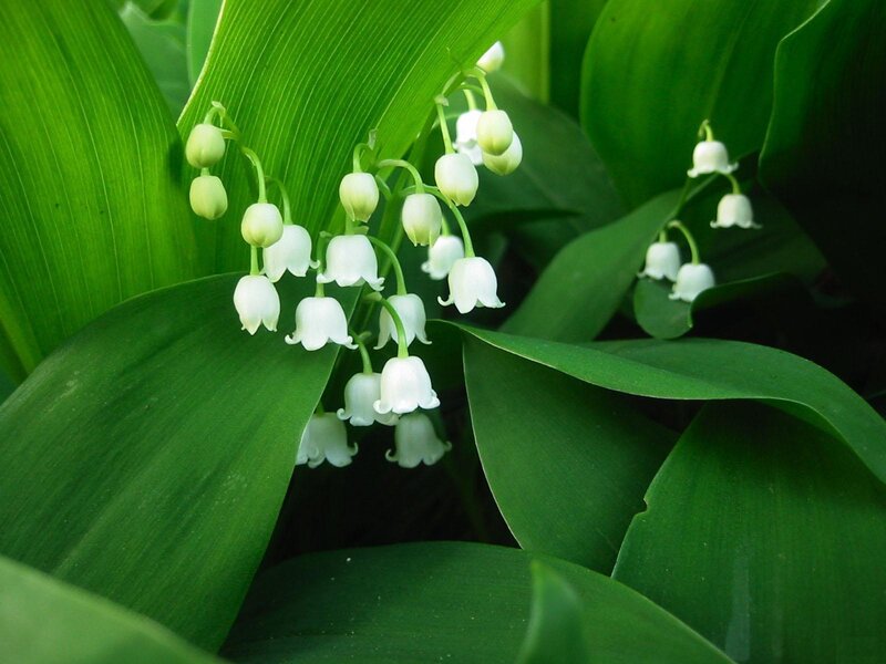 Lily of the valley flowers