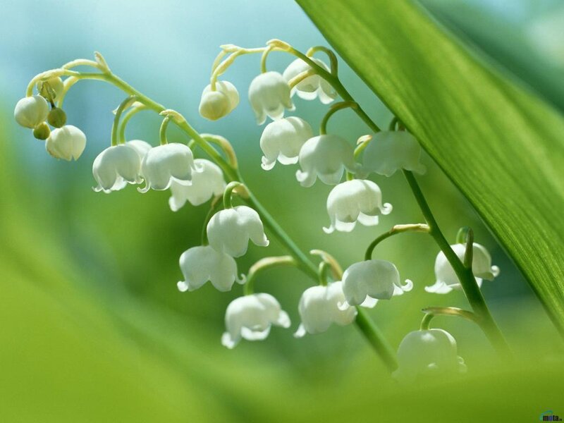 Lily of the valley flowers