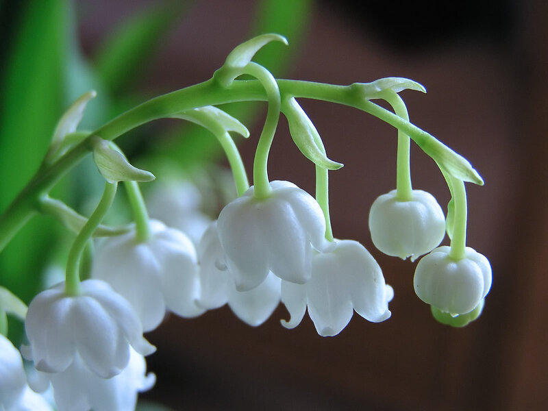lily of the valley flowers
