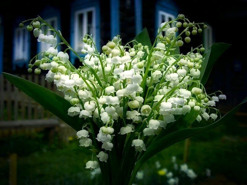 lily of the valley flowers