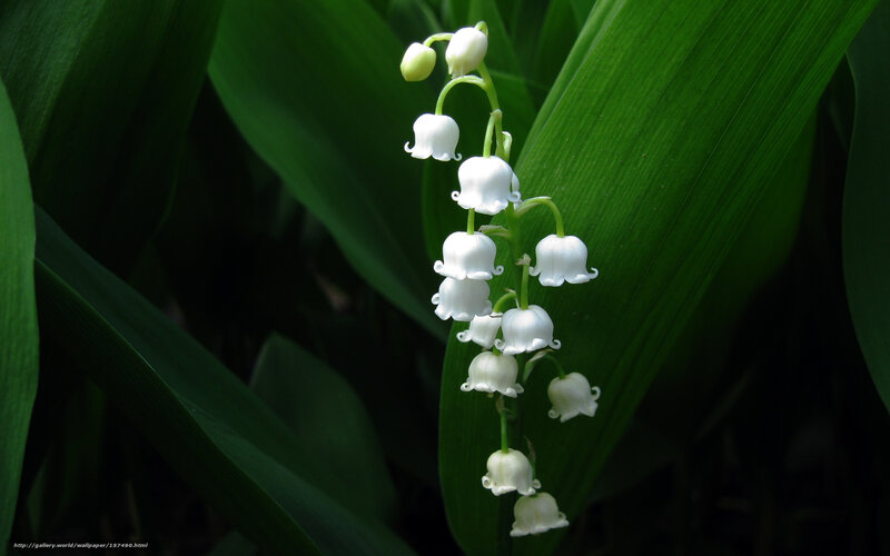 Lily of the valley flowers