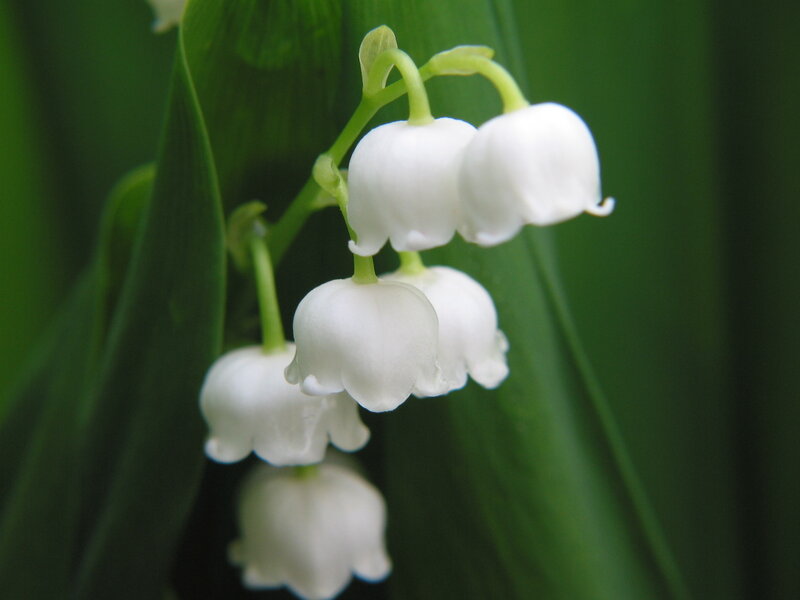 Lily of the valley flowers