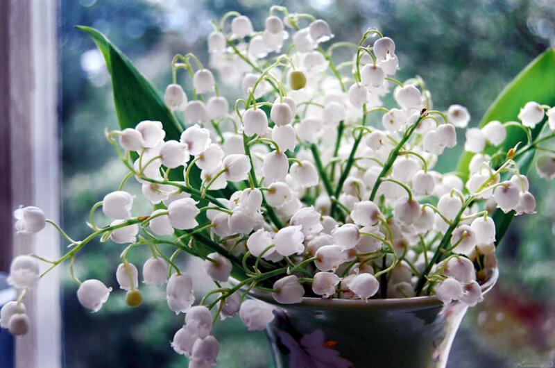 Lily of the valley flowers