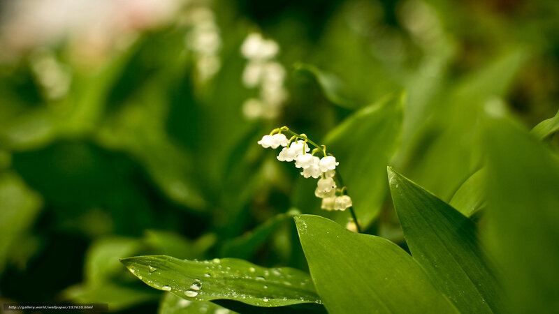 Lily of the valley flowers