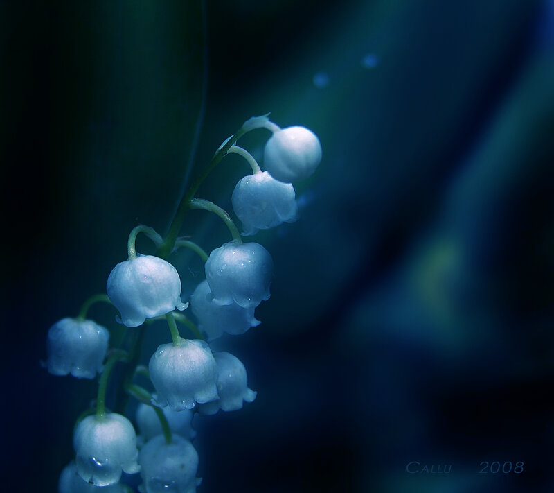 Lily of the Valley Flowers — Blue, Serene, Night