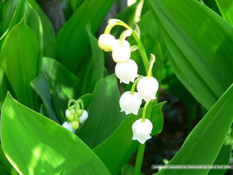 Lily of the Valley Flowers — Flower Buds