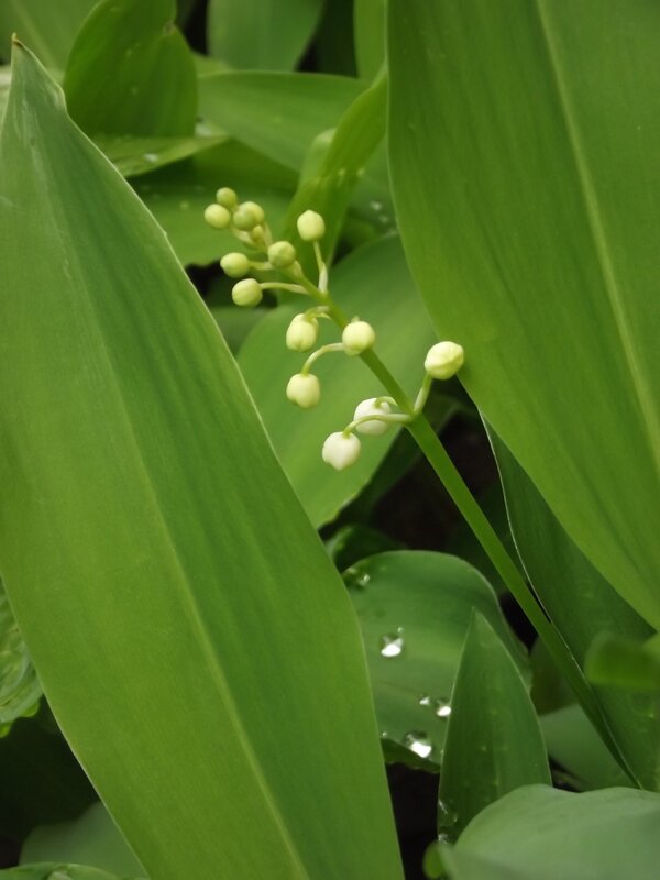 Lily of the Valley Flowers — Green, Calm, Spring