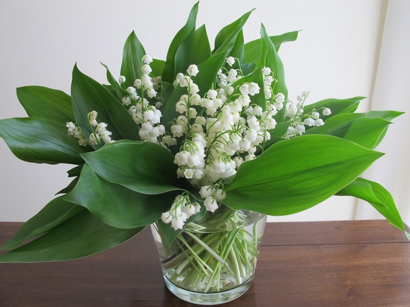 Lily of the Valley Flowers — Green, Calm