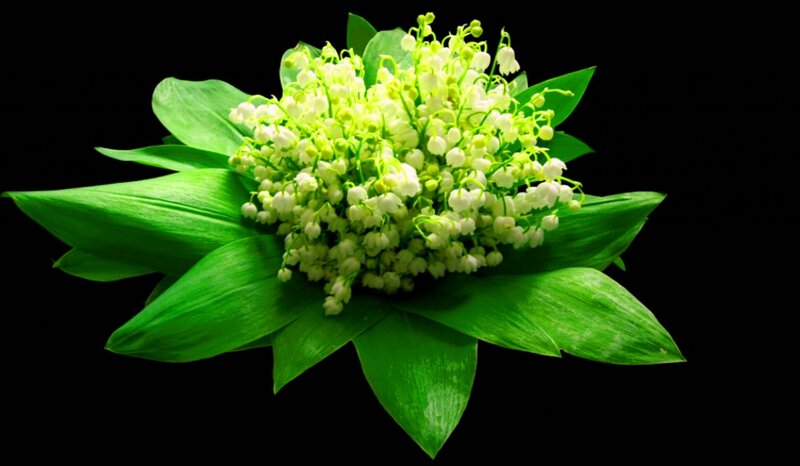 Lily of the Valley Flowers — Green, Dramatic