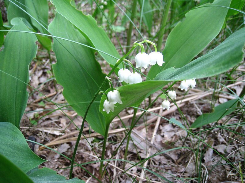 Lily of the Valley Flowers — Green, Natural