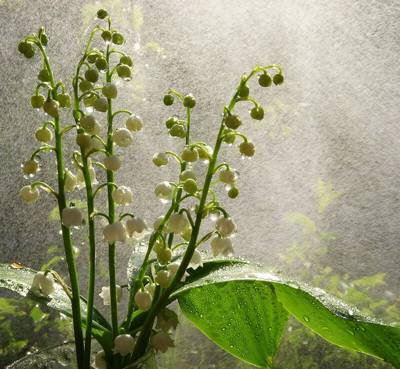 Lily of the Valley Flowers — Green, Serene, Morning