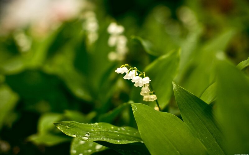Lily of the Valley Flowers — Green, Serene, Spring, Photograph, Green Leaves, White Flowers
