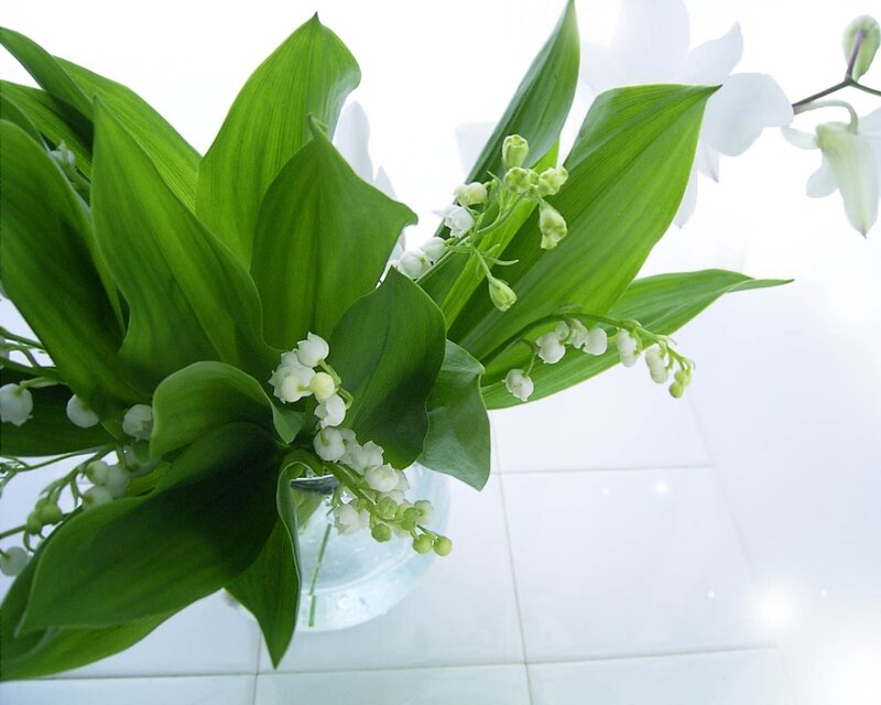 Lily of the Valley Flowers — Green, Serene, Spring, Photograph, Green Leaves, White Orchid