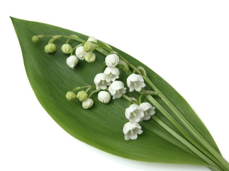 Lily of the Valley Flowers — Green, Serene, Spring, Photograph, Leaf