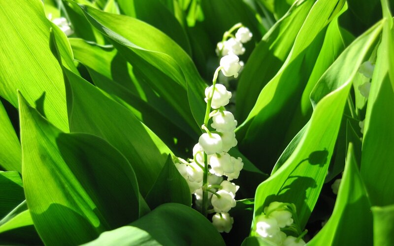 Lily of the Valley Flowers — Green, Serene, Spring