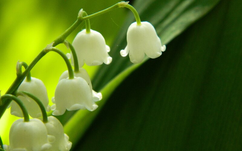 Lily of the Valley Flowers — Leaf
