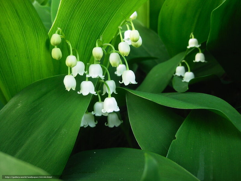 Lily of the valley flowers