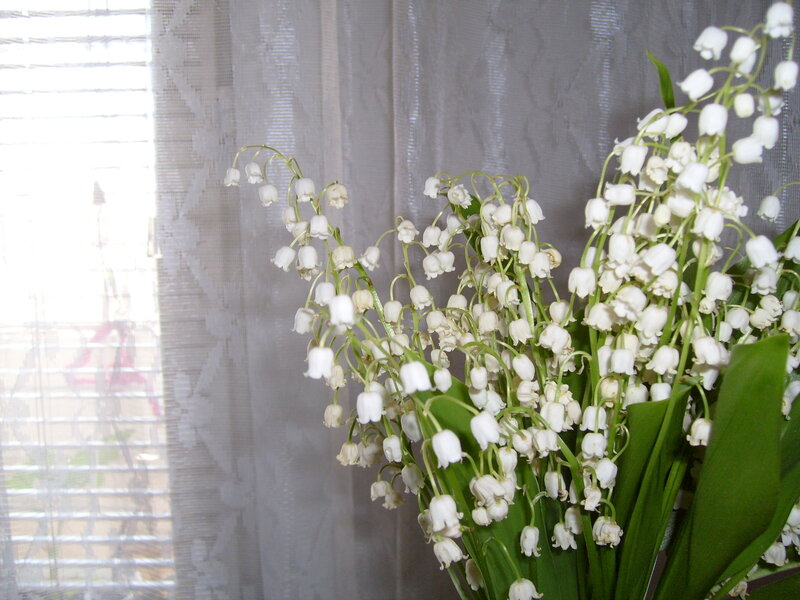 Lily of the Valley Flowers — White, Calm, Morning