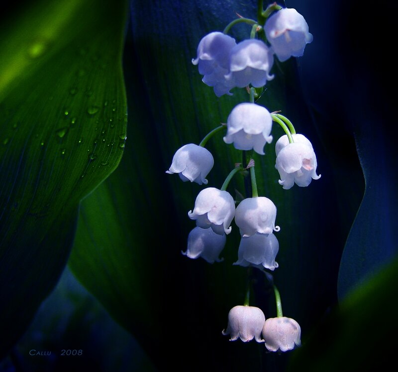 Lily of the Valley Flowers — White, Dramatic, Photograph, Green Leaf