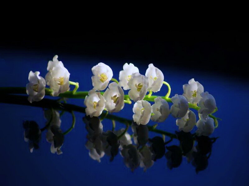Lily of the Valley Flowers — White, Dramatic, Photograph, Stem