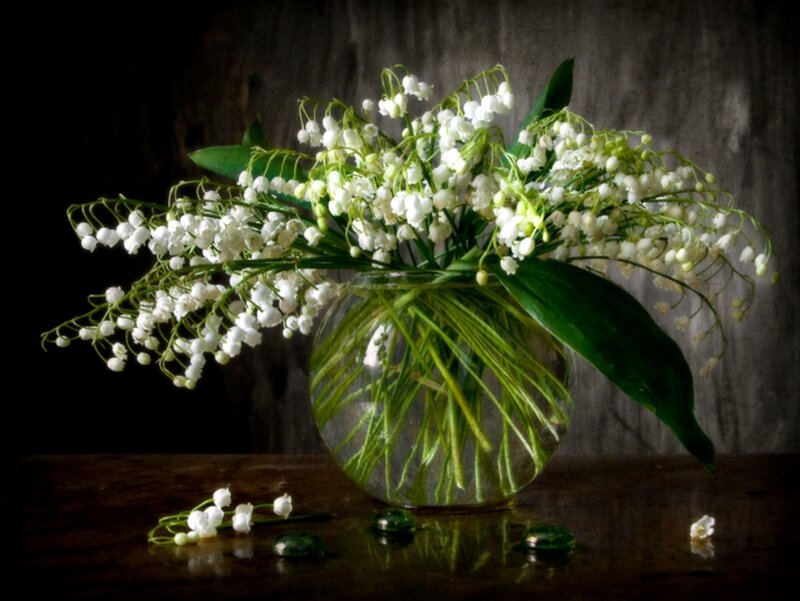 Lily of the Valley Flowers — White, Dramatic, Photograph