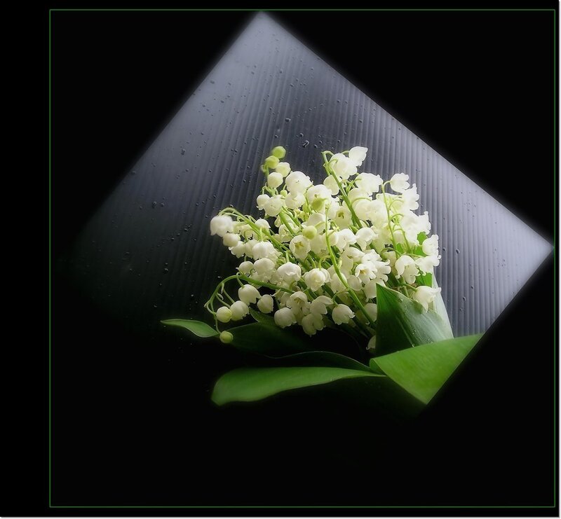 Lily of the Valley Flowers — White, Dramatic