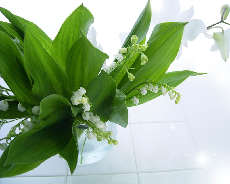 Lily of the Valley Flowers — White Orchid