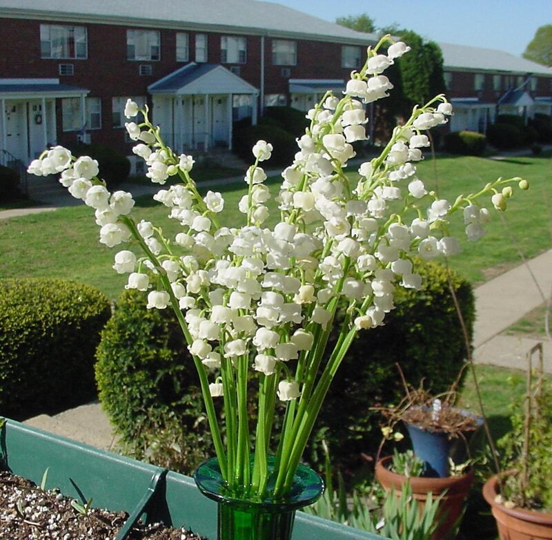 Lily of the Valley Flowers — White, Serene, Afternoon