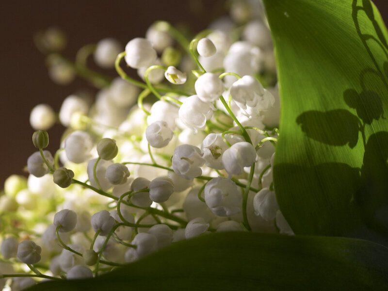 Lily of the Valley Flowers — White, Serene, Morning