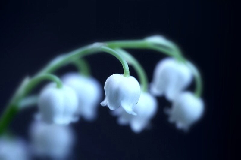 Lily of the Valley Flowers — White, Serene, Night