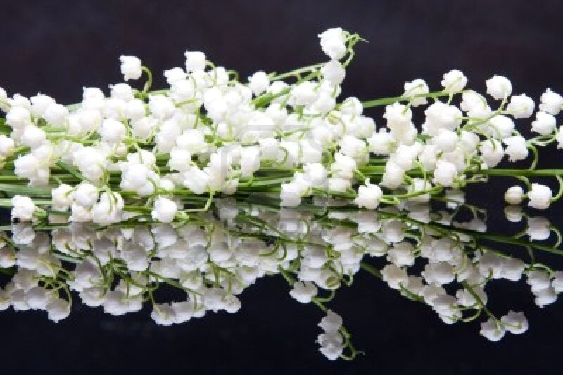 Lily of the Valley Flowers — White, Serene, Photograph, Reflection