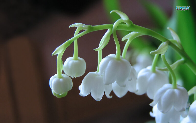 Lily of the Valley Flowers — White, Serene, Photograph, Stem, Leaves